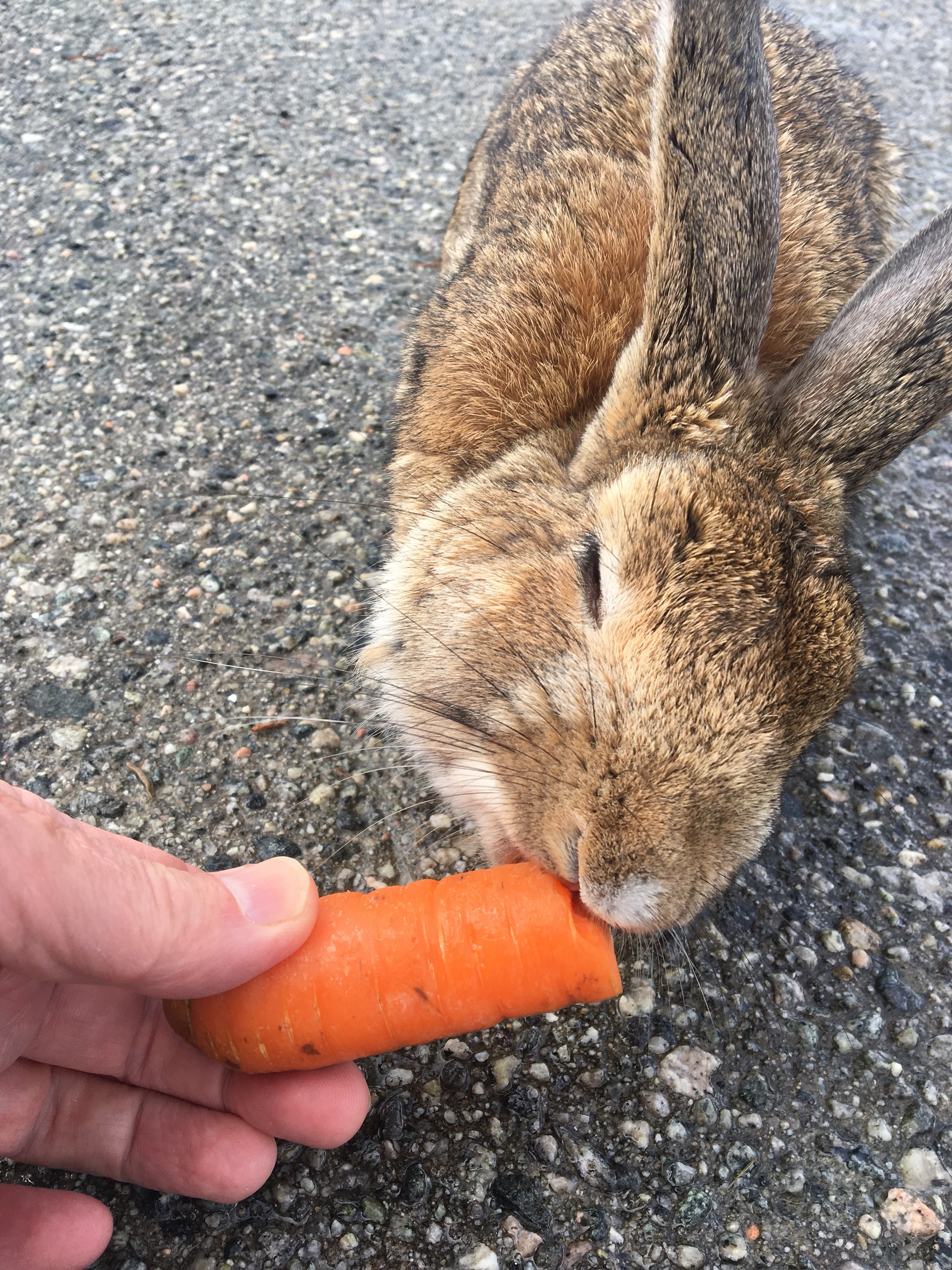 Kaninen spiser gulerod